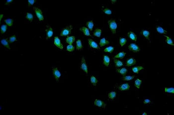 Immunofluorescent staining of FFPE human U-2 OS cells with SMN1/2 antibody (green) and DAPI nuclear 