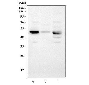 LOX Antibody / Lysyl Oxidase