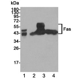 Western blot testing of 1) human K562, 2) human Jurkat, 3) rat brain and 4) human Ramos lysates usin