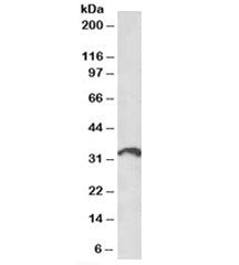 Western blot testing of human lymph node lysate with ICOS ligand antibody at 1ug/ml. Predicted/obser