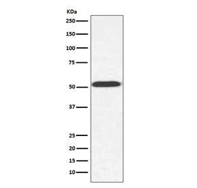 Western blot testing of Saccharomyces cerevisiae lysate with Alpha Tubulin antibody. Predicted molec