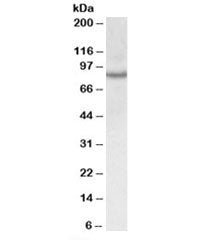 Western blot testing of Jurkat lysate with CRTC2 antibody at 0.3ug/ml. Predicted molecular weight: ~