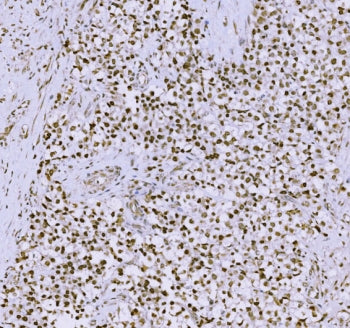 SYCP3 Antibody / Synaptonemal Complex Protein 3