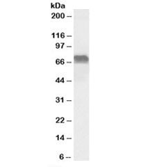 Western blot testing of Daudi lysate with LMO6 antibody at 0.1ug/ml. Predicted molecular weight: ~69
