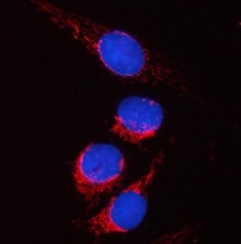 Immunofluorescent staining of FFPE human U-2 OS cells with PYCR2 antibody (red) and DAPI nuclear sta