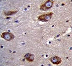IHC testing of FFPE human brain tissue with Brain-specific angiogenesis inhibitor 1 antibody. HIER: 