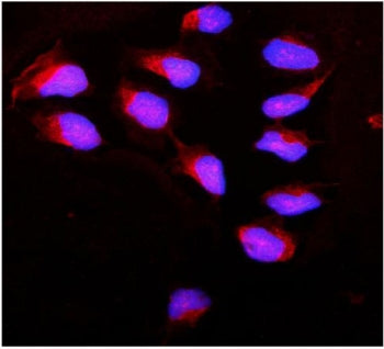 Calpain Antibody