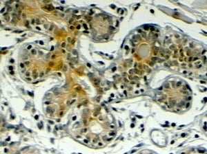 IHC testing of FFPE human breast with Klotho antibody at 4ug/ml. HIER: steamed with pH6 citrate buff
