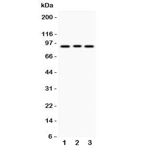 SEMA3A Antibody