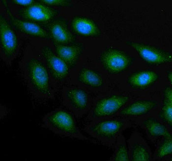 Immunofluorescent staining of PLAAT4 using anti-PLAAT4 antibody. PLAAT4 was detected in an immunocyt