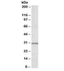 Western blot testing of human placenta lysate with IGFBP1 antibody at 0.1ug/ml. Expected molecular w