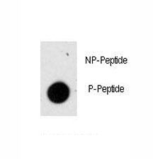 Phospho-GFAP Antibody (pS8)