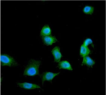 Immunofluorescent staining of FFPE human U-2 OS cells with Galectin antibody (green) and DAPI nuclea