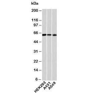 HSP60 Antibody / HSPD1