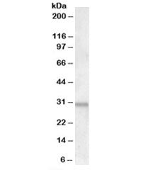 Western blot testing of human heart lyssate with ATF5 antibody at 1.5ug/ml. Predicted molecular weig