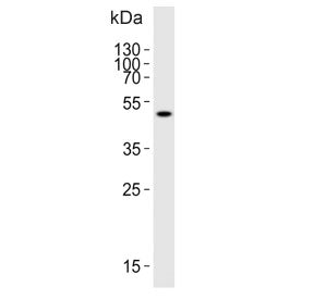 Western blot testing of human K562 cell lysate with ATG4A antibody. Predicted molecular weight ~45 k