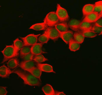 Immunofluorescent staining of MEPCE using anti-MEPCE antibody (green) and anti-Beta Tubulin antibody