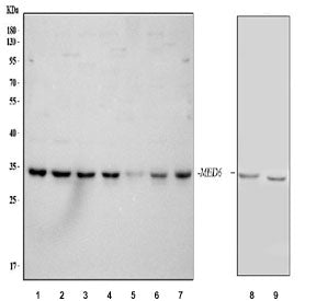 MED6 Antibody / ARC33