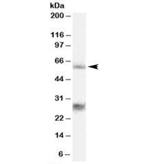 MPP6 Antibody