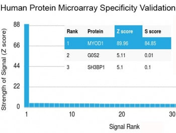 Analysis of HuProt(TM) microarray containing more than 19,000 full-length human proteins using MyoD 