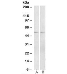 Vipr1 Antibody