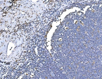 HO-1 Antibody