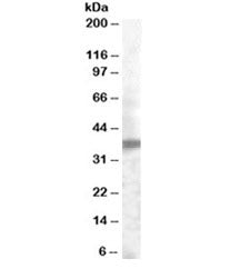 Western blot testing of human prostate lysate with TROP2 antibody at 0.2ug/ml. Predicted molecular w