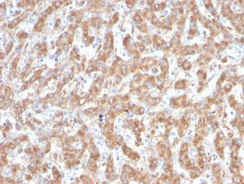 IHC staining of FFPE human liver with Complement C1q A-Chain antibody (clone C1QA/2952). HIER: boil 