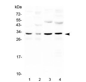Western blot testing of 1) mouse kidney, 2) mouse brain, 3) rat kidney and 4) rat brain with Aquaporin 3 antibody at 0.5ug/ml. Predicted molecular weight ~32 kDa.