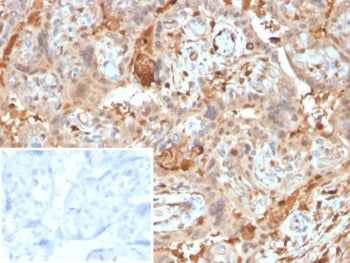 IHC staining of FFPE human placental tissue with Alpha 1 Microglobulin antibody (clone AMBP/4536). I