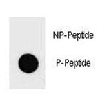 Dot blot analysis of phospho-PTEN antibody. 50ng of phos-peptide or nonphos-peptide per dot were spo