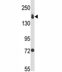 Integrin alpha 2 Antibody