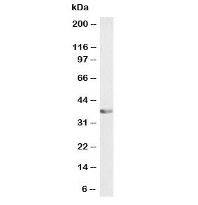 Western blot testing of human A431 cell lysate (nuclear fraction) with ATF1 antibody at 0.1ug/ml. Ro