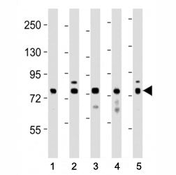 DRP1 Antibody