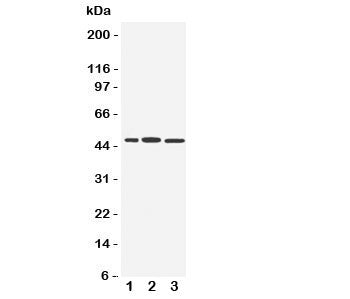 IRF8 Antibody