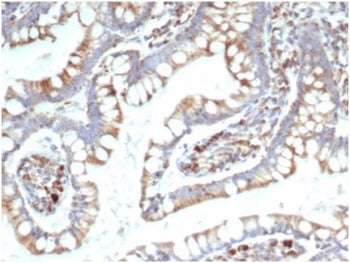 IHC staining of FFPE human small intestine with TREM2 antibody (clone TREM2/7210). HIER: boil tissue