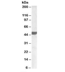 ASAM Antibody