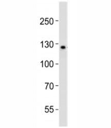 LIFR Antibody