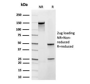 SDS-PAGE analysis of purified, BSA-free recombinant FXN antibody (clone rFXN/2124) as confirmation o