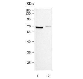 Western blot testing of human 1) U-87 MG and 2) HepG2 cell lysate with Matrix metalloproteinase 2 an