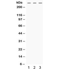 MGA Antibody
