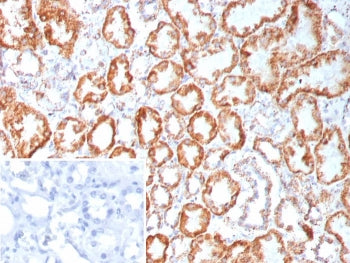 FGF-23 Antibody / Fibroblast Growth Factor 23