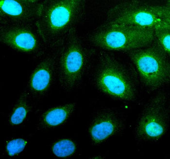 Immunofluorescent staining of PAG1 using anti-PAG1 antibody (green). PAG1 was detected in an immunoc