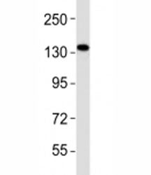 Epha1 Antibody