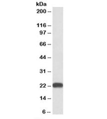 Western blot testing of human liver lysate with BLVRB antibody at 0.3ug/ml. Predicted molecular weig