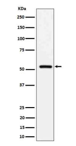 Western blot analysis of Fetuin B expression in human serum cell lysate using FETUB antibody. A band