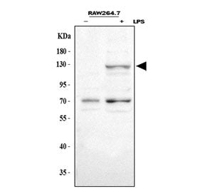 iNOS Antibody / NOS2
