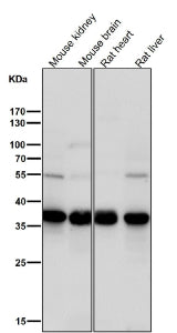 Western blot testing of mouse and rat samples using the TIM50 antibody at 1:1000 dilution for 1 hour