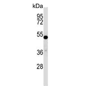 Western blot testing of mouse stomach tissue lysate with TFCP2L1 antibody. Predicted molecular weigh