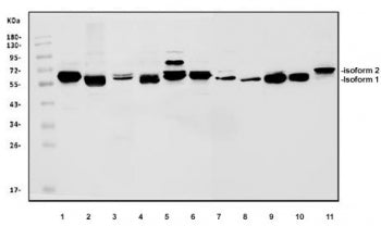 AMPK alpha 1 Antibody / PRKAA1